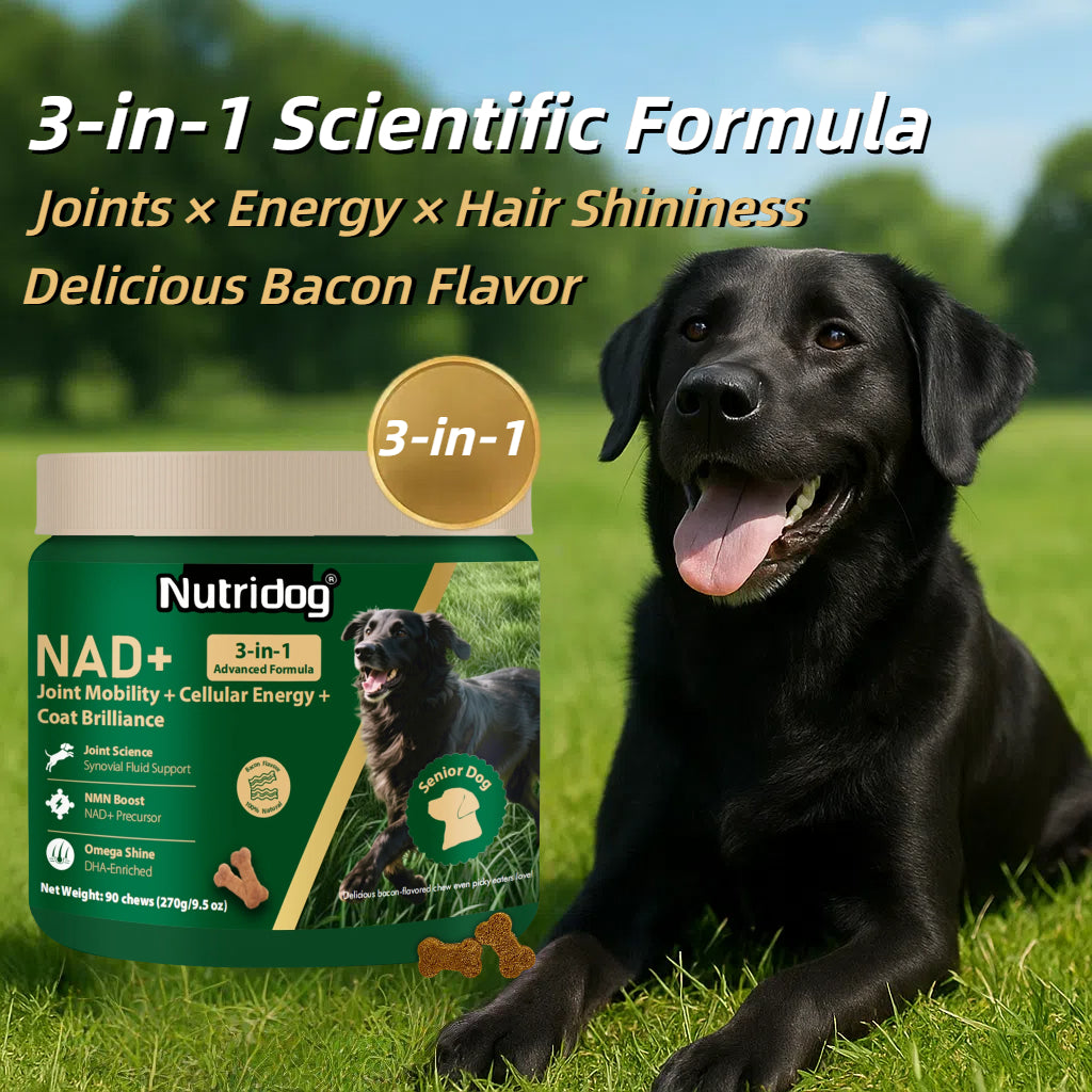 Nutridog Senior Dog Chews – NMN, Glucosamine & Omega-3 | Joint, Energy & Coat Support | 90 Soft Chews