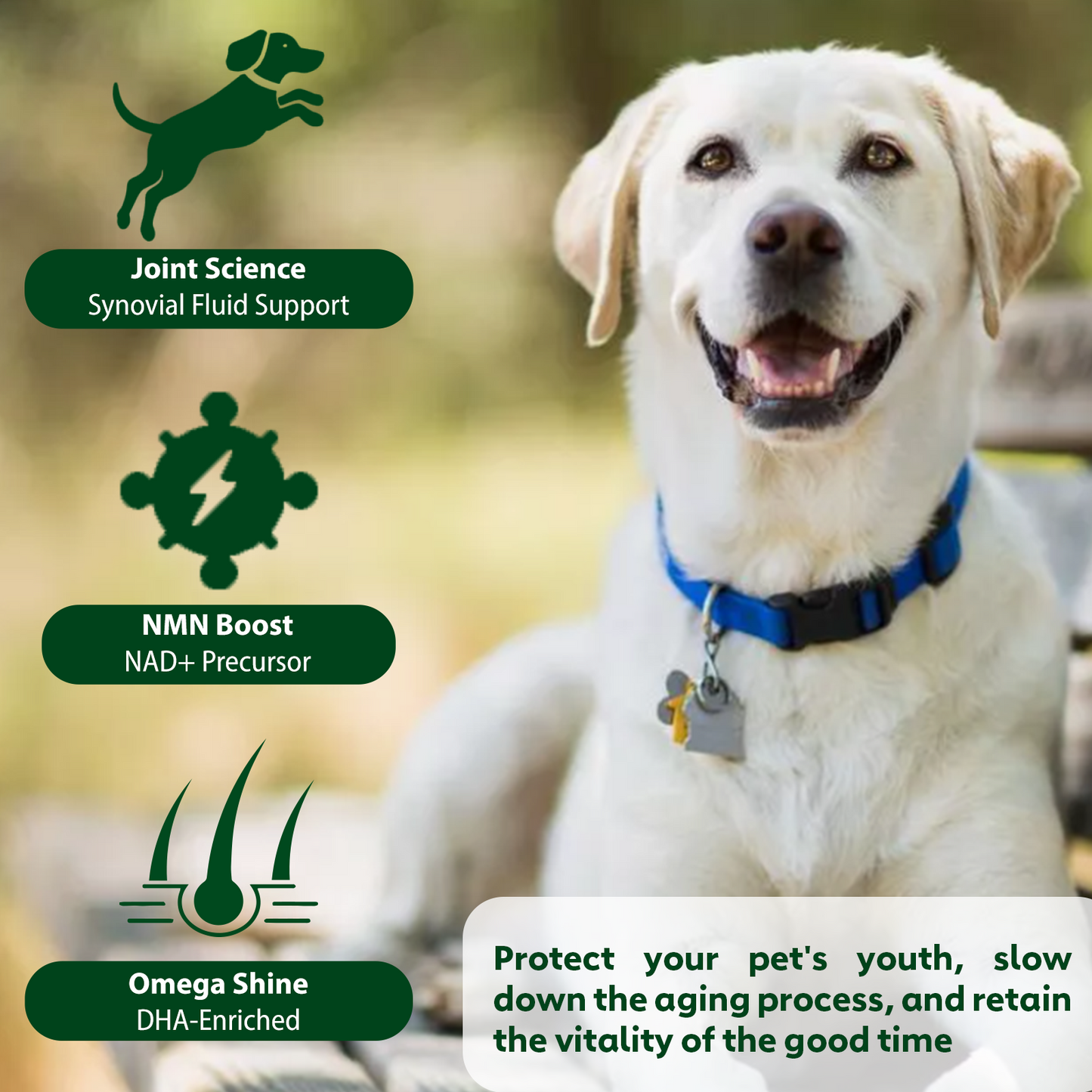 Nutridog Senior Dog Chews – NMN, Glucosamine & Omega-3 | Joint, Energy & Coat Support | 90 Soft Chews