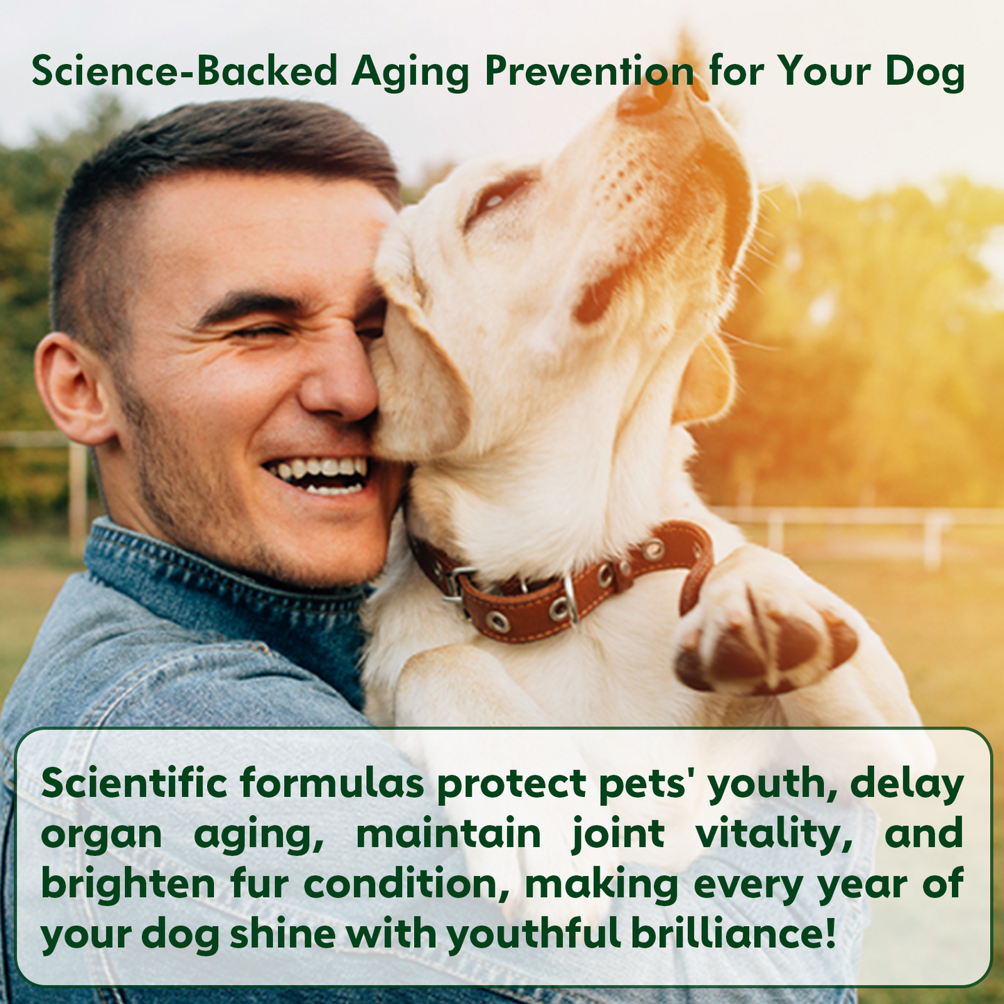 Nutridog Senior Dog Chews – NMN, Glucosamine & Omega-3 | Joint, Energy & Coat Support | 90 Soft Chews