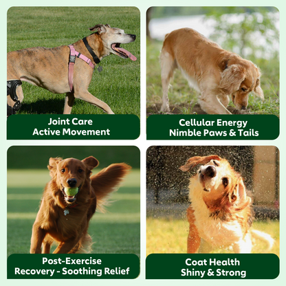 Nutridog Senior Dog Chews – NMN, Glucosamine & Omega-3 | Joint, Energy & Coat Support | 90 Soft Chews